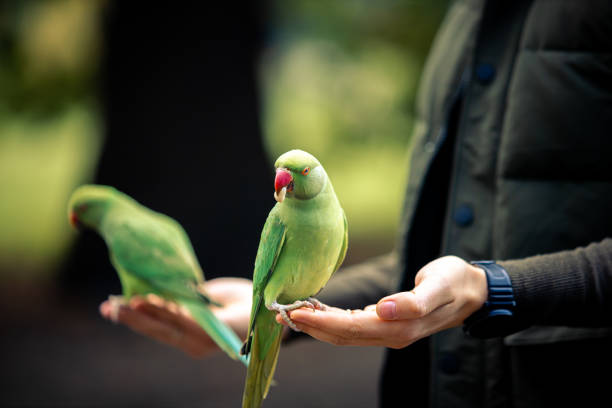 istock Colorfull Parrot eating nuts from human hand, Macaw Bird in park 1368579678