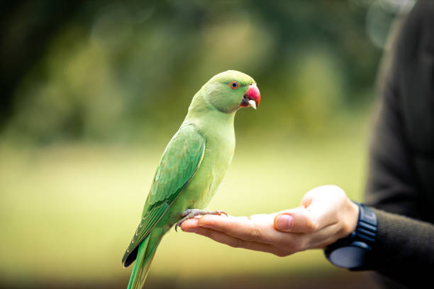 istock Colorfull Parrot eating nuts from human hand, Macaw Bird in park 1368579682