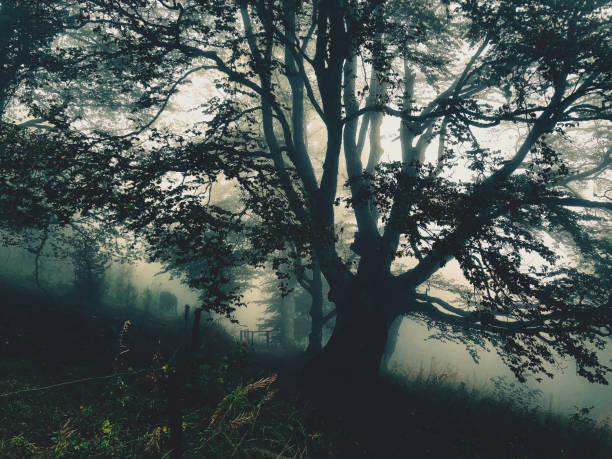 istock Trees in the Black Forest in Germany with fog. 1368580577