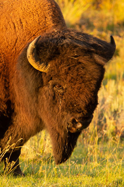 istock Bison portrait Yellowstone NP 1368580648