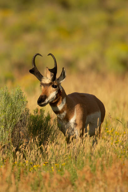istock Male Pronghorn Yellowstone NP 1368580738