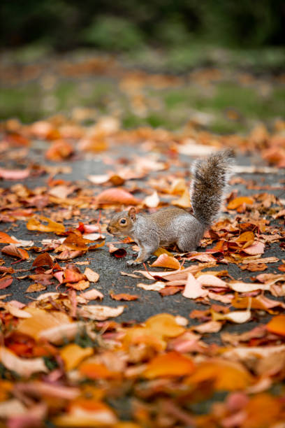istock Squirrel in the beautiful autumn leaves 1368580830