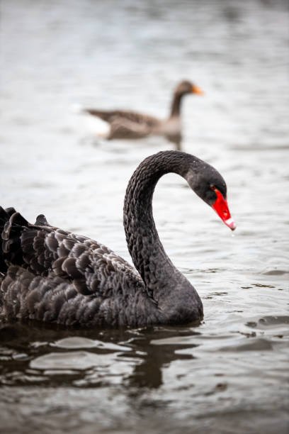 istock A black swan In a ponds 1368580865