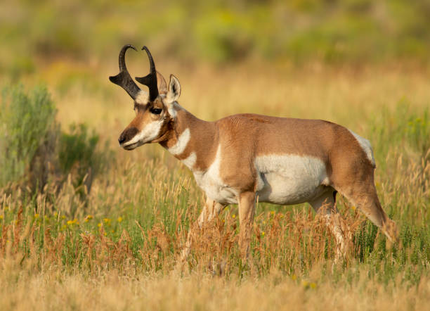 istock Male Pronghorn Yellowstone NP 1368580897