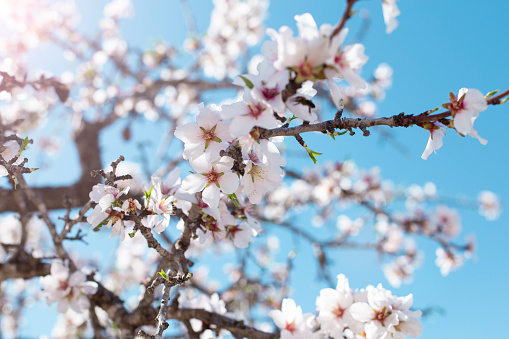 Spring blossom background. Beautiful nature scene with blooming tree on sunny day. Spring flowers. Beautiful orchard in Springtime. Abstract background