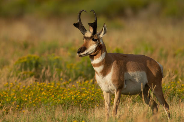 istock Male Pronghorn Yellowstone NP 1368581193