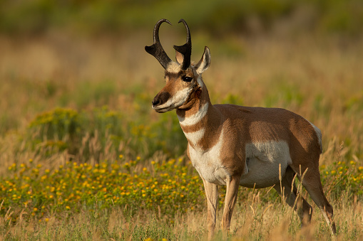 Male Pronghorn close-up standing in prairie grass, Yellowstone National Park, with light in the eyes