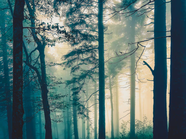 istock The Black Forest in Germany with fog. 1368581757