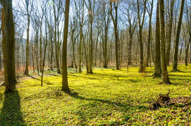 carpet of winter aconite in February in a beech forest - Rautal Jena Germany