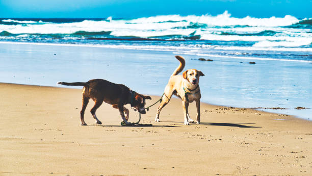 istock Young dogs play together on the beach 1368583340