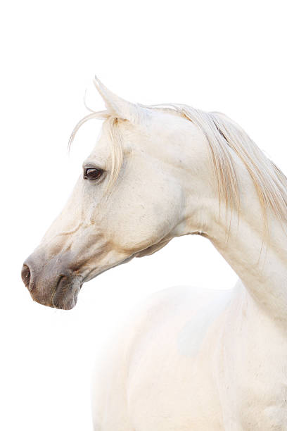 white horse beautiful white arabian horse arabian horse photos stock pictures, royalty-free photos & images