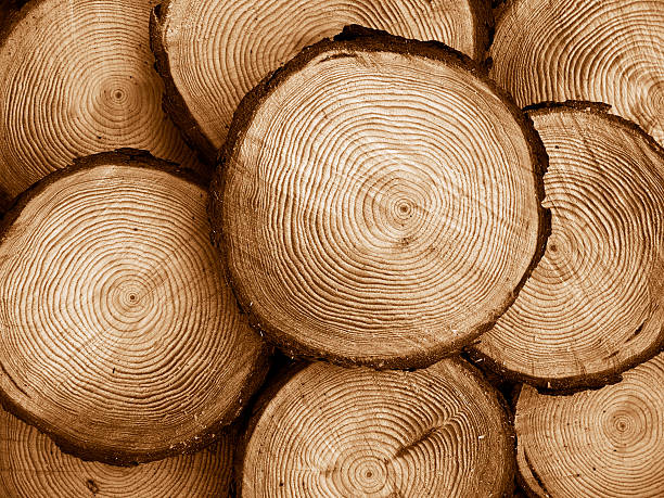sawed pine wood stock photo
