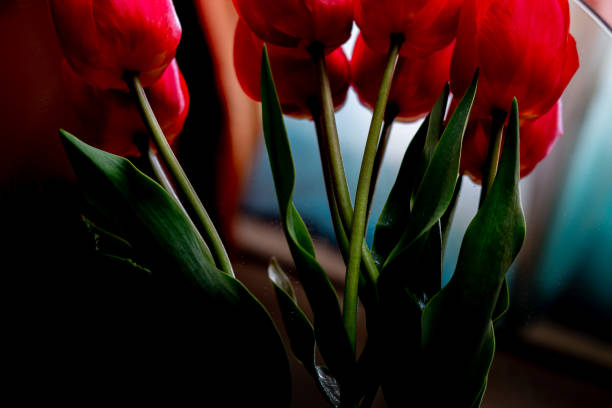 istock bouquet of large red tulips 1368584431