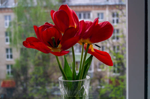 istock bouquet of red tulips 1368584655