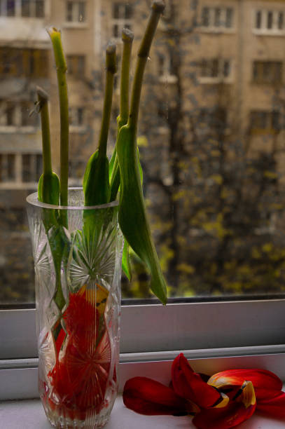 istock bouquet of red tulips 1368584687