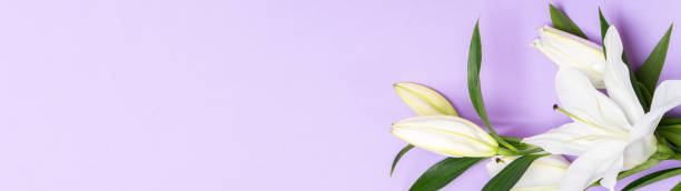 schöne lilien auf lila hintergrund, draufsicht eine postkarte mit weißen lilien im hintergrund ist sehr peri. - madonnenlilie stock-fotos und bilder