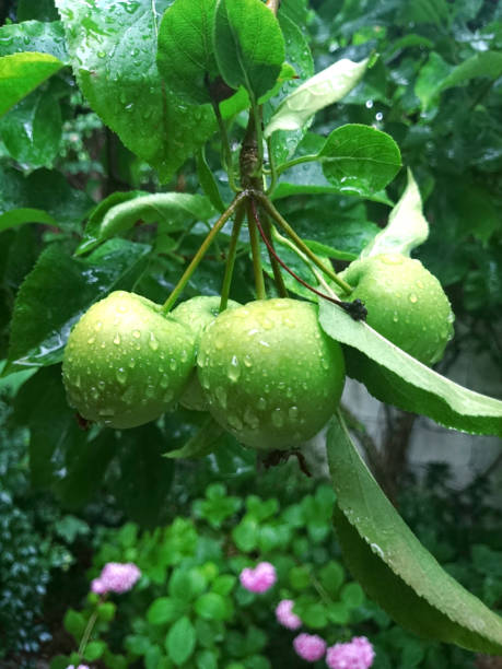 зеленые яблоки, висящие на ветке - wet apple стоковые фото и изображения