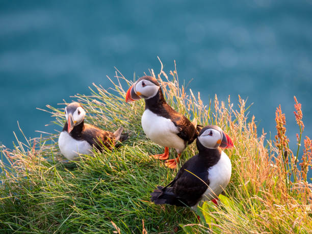 porträtansicht von papageientauchern vögel mit orangefarbenen schnäbeln bei sonnenuntergang. latrabjarg klippe, westfjorde, island. - papageitaucher stock-fotos und bilder