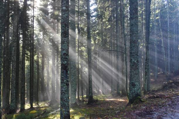 istock Boreal conifer spruce forest with sunrays lighting the fog 1368585987