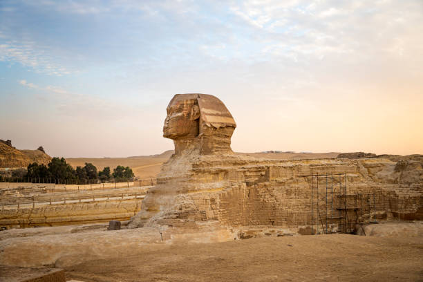 sfinge nel complesso piramidale di giza al tramonto - sphinx night pyramid cairo foto e immagini stock