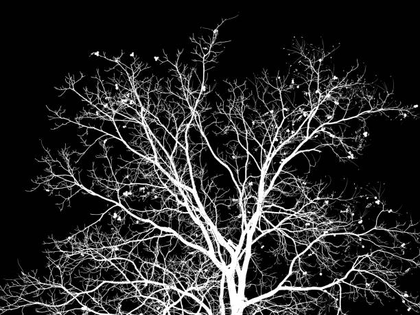 istock a nice white silhouette of a walnut tree (Juglans regia) with a black background 1368586408