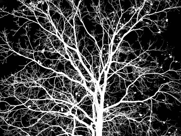 istock a nice white silhouette of a walnut tree (Juglans regia) with a black background 1368586411