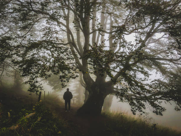 istock I walk under a big tree in the strong fog. 1368587218