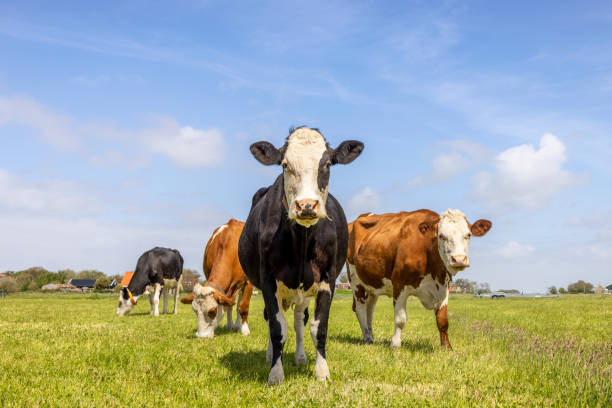 vacas en un campo, de pie y pastando en un pasto bajo un cielo azul y un horizonte sobre la tierra - vacas fotografías e imágenes de stock