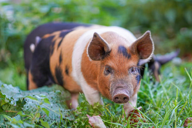 istock Young colourful pigling on a green grass. 1368587956