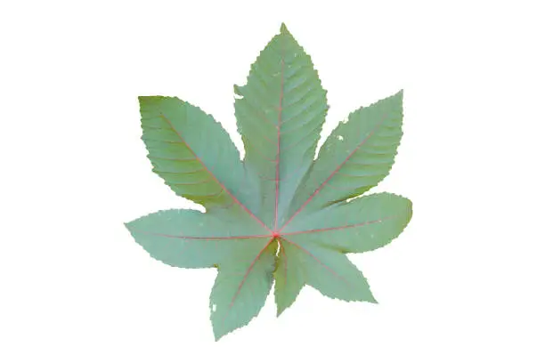 Photo of A leaf of a castor oil plant. Close-up. Isolated object on white background. Isolate.