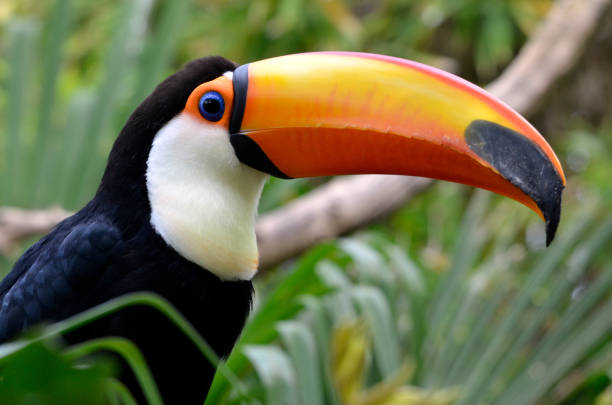 istock Portrait of toco toucan 1368591772