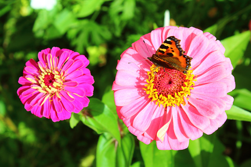 Butterfly hives sitting on a flower. Close-up. Background.