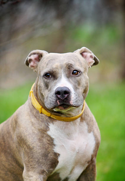 istock american staffordshire terrier 136859307