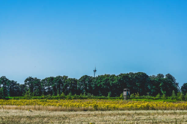 istock A field with a high seat for hunters in Germany. 1368593202