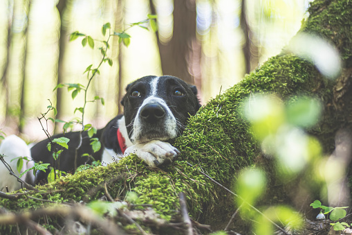 Dog resting on a tree log. Cute doggy with scared eyes laying on green mossy root. Morning in a forest. Selective focus on the details, blurred background.