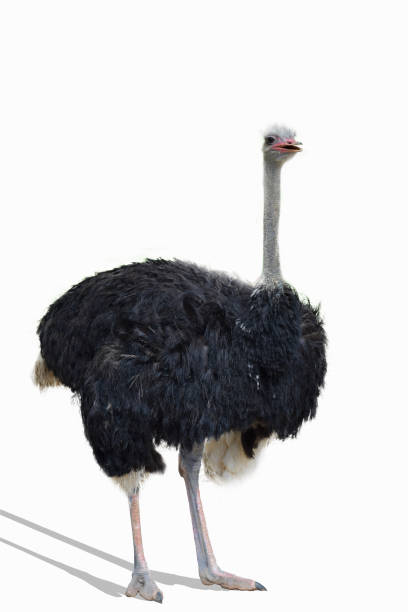 istock ostrich in front of a white background 1368594734