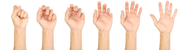 istock male left hand symbol gesture isolated on a white background 1368596160