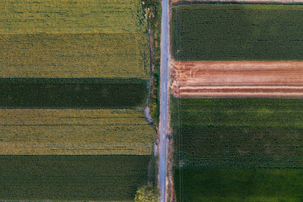 istock Drone view of agriculture field 1368596634