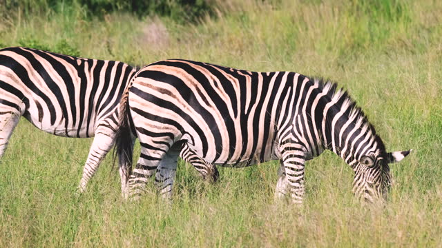 Zebra's grazing in the grasslands