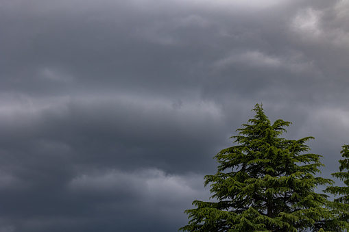 close up view of dark clouds covering the sky, variable and stormy weather, peak of a green pine tree on the low foreground