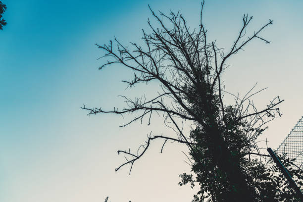 An old tree with a clear sky in the background.
