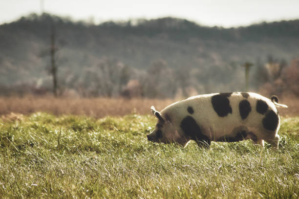 Large pig on local farm - Large pig on local farm domestic pig stock pictures, royalty-free photos & images