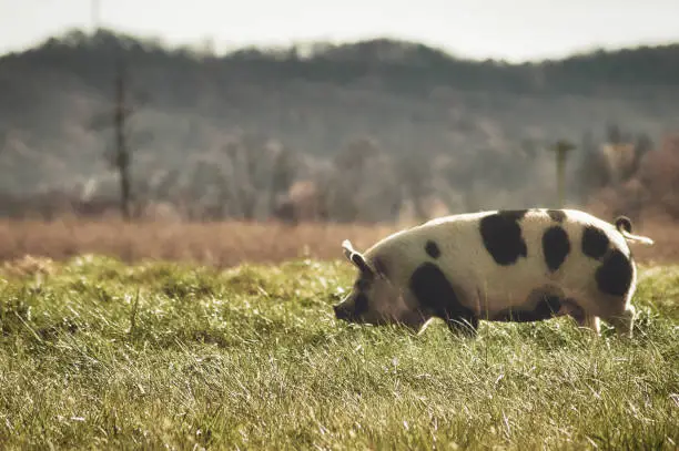 - Large pig on local farm
