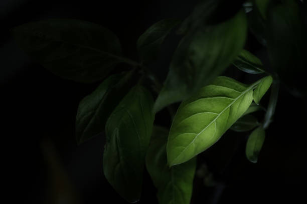 istock Low light close of of basil 1368604073