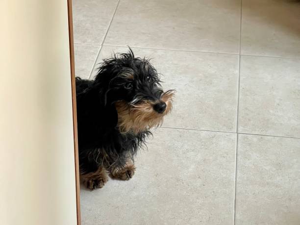 istock Kaninchen black and tan wirehaired dachshund dog 1368605530