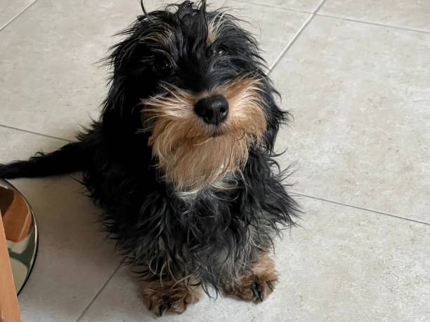 istock Kaninchen black and tan wirehaired dachshund dog 1368605616