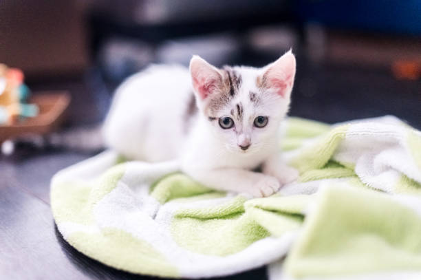 Cute little kitten with towel