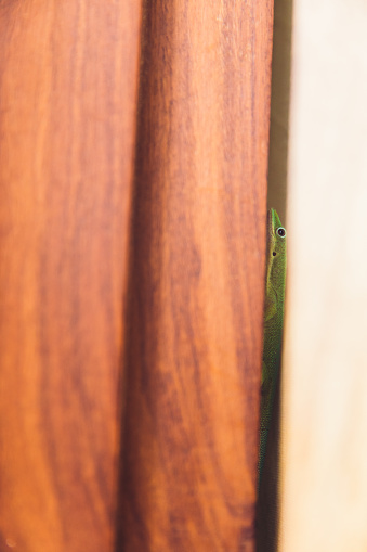 Tiny cute gecko between the doors on Zanzibar island