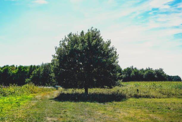 A beautiful tree in very good weather in Germany.