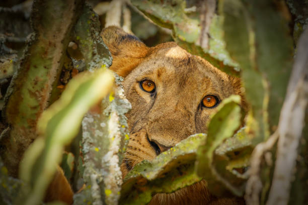 istock Tree climbing lion in Ishasha, Queen Elizabeth National Park, Uganda. 1368609203